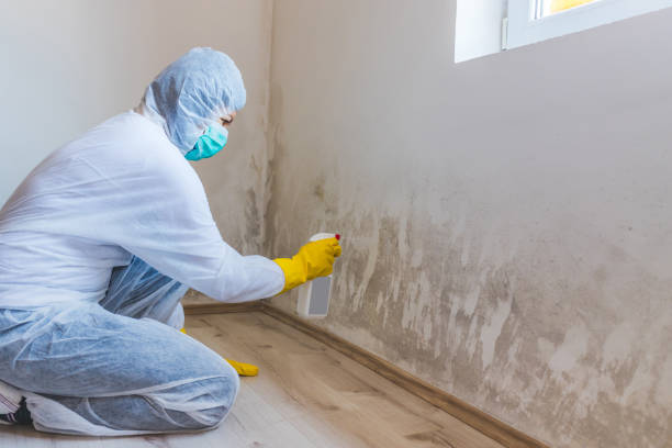 Licensed Black Mold Removal service in Glencoe, FL - WQB Mold Removal