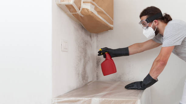 Professional Black Mold Removal technician working in Glencoe, FL