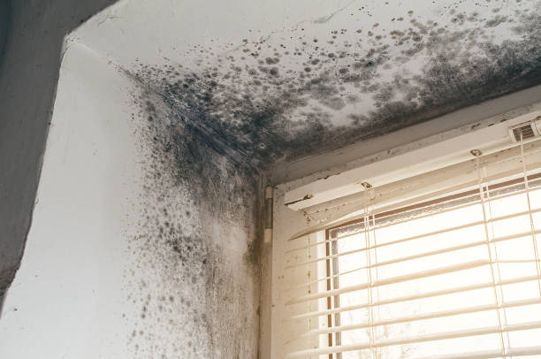 Affordable Black Mold Removal solutions in Glencoe, FL